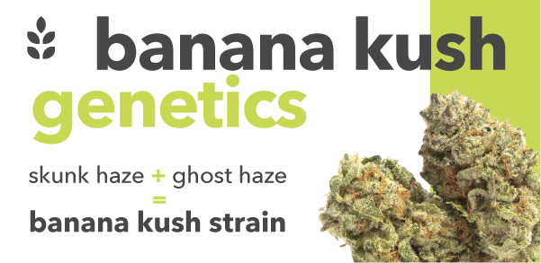 Banana Kush Genetics information